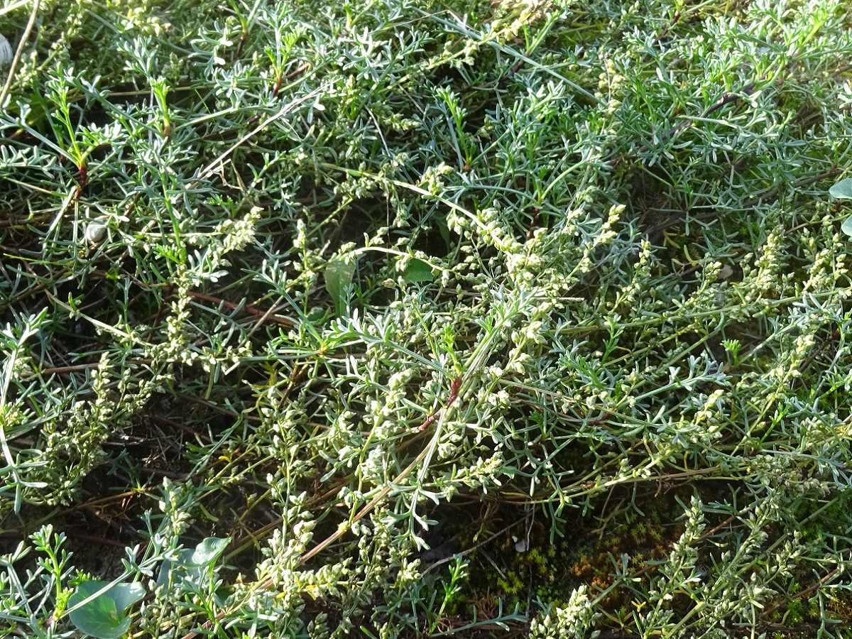 Artemisia campestris subsp. maritima (Asteraceae)